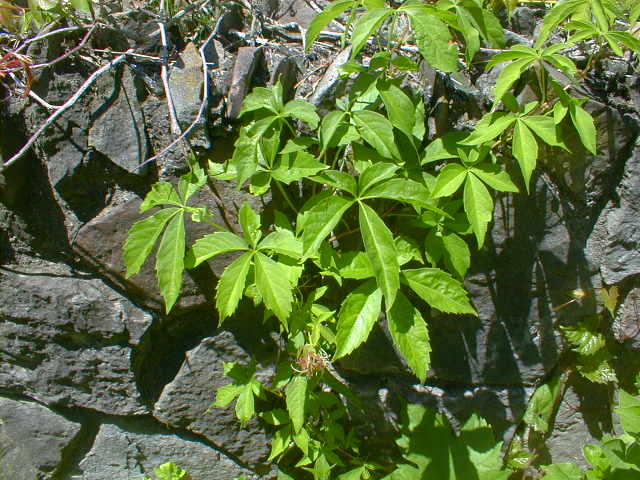 with five leaves poisonous plants