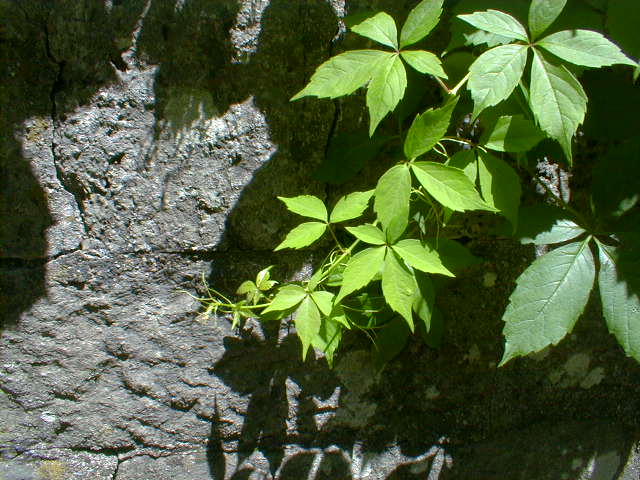 with five leaves poisonous plants